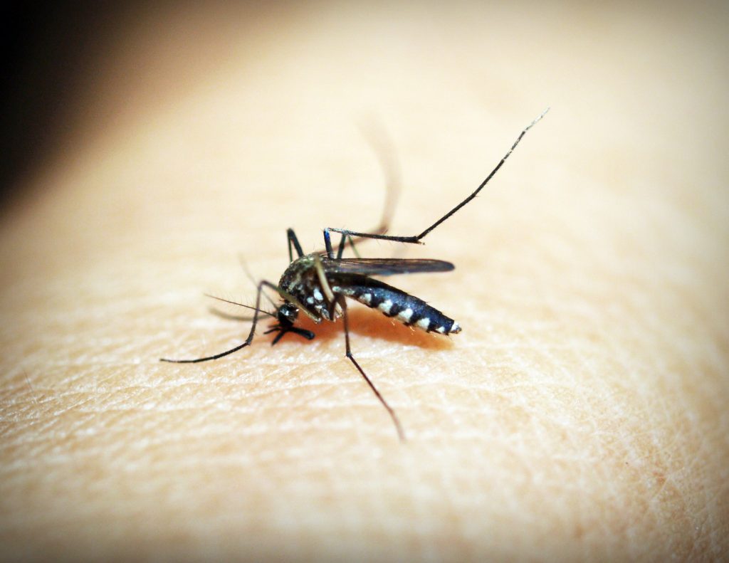Como evitar Picaduras de Mosquito