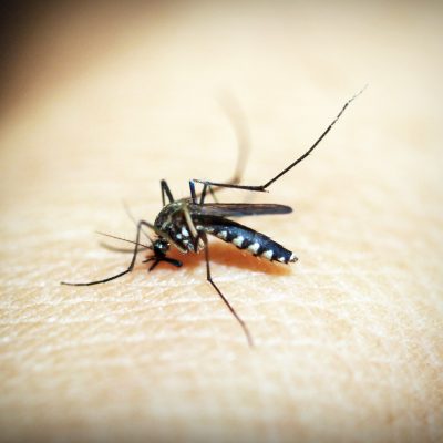 Como evitar Picaduras de Mosquito